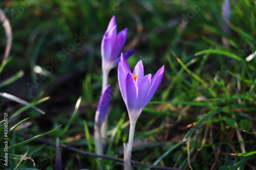 Lila Krokus auf freier Wiese