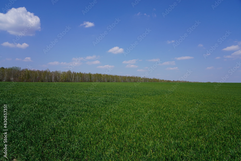 Panoramalandschaft mit grünem Feld, blauem Himmel und Wolken am Berliner Mauerweg in Teltow bei Sonnenschein Panoramalandschaft mit grünem Feld, blauem Himmel und Wolken am Berliner Mauerweg in Teltow bei Sonnenschein