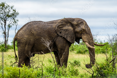 The African bush elephant  Loxodonta africana  in National park Kruger in South Africa.