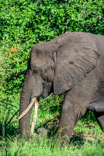 The African bush elephant  Loxodonta africana  in National park Kruger in South Africa.