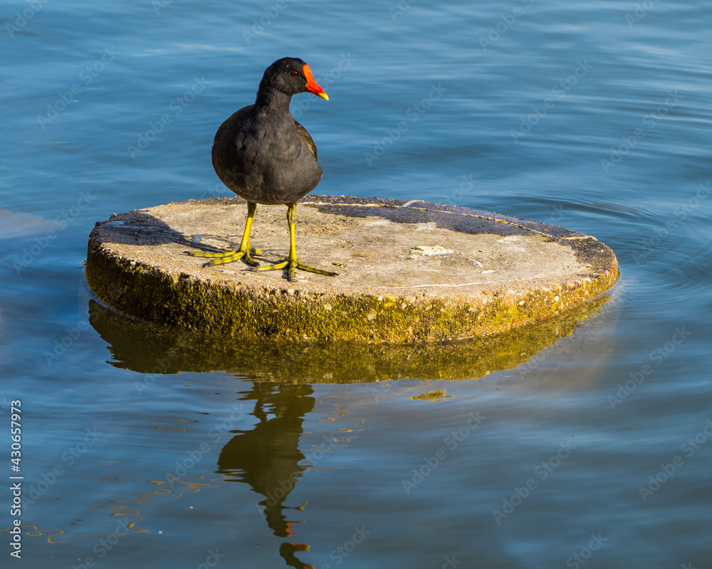 Moorhen standing on concrete circle on lake, reflections in blue water Moorhen standing on concrete circle on lake, reflections in blue water
