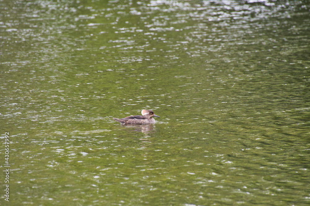 A female hooded merganser swimming in the pond. West Vancouver BC Canada
A female hooded merganser swimming in the pond. West Vancouver BC Canada