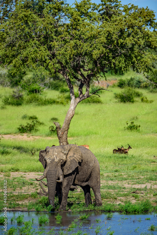 Naklejka premium The African bush elephant (Loxodonta africana) in National park Kruger in South Africa.