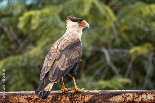 carcará sentado observando os arredores das árvores em Campinas, estado de são paulo photo