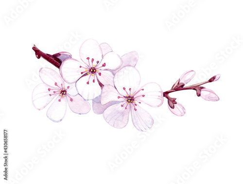 A blooming cherry branch. Watercolor illustration.