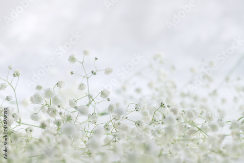 spring background. white hypsophila flowers on light background