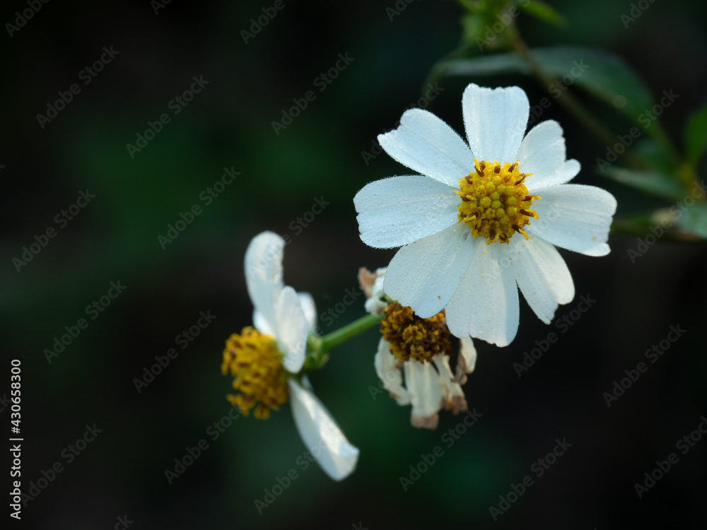 Small White Flowers With Bright Yellow