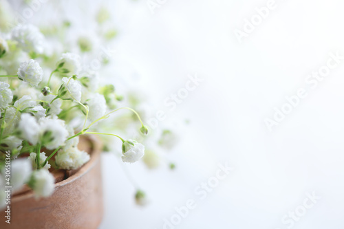 spring background. white hypsophila flowers on light background