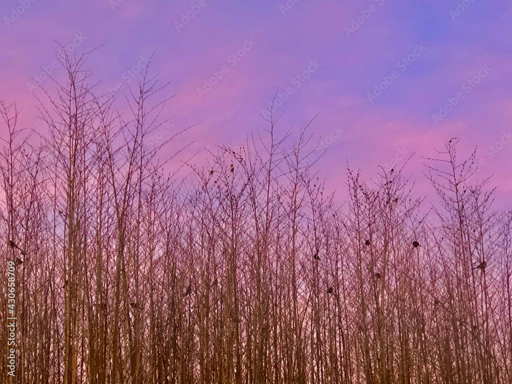 Fototapeta premium lavender field at sunset