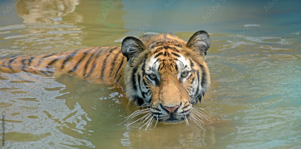 In the scorching heat, a tiger is bathing in the water In the scorching heat, a tiger is bathing in the water