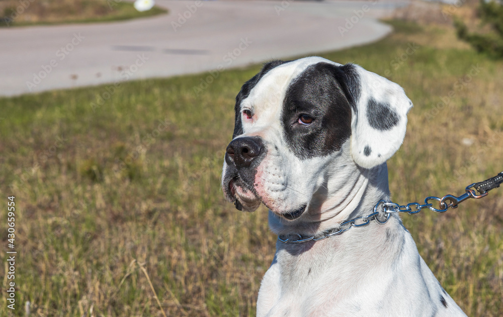 Close up view of mixed bred dog Boxer-Pointer dog isolated. Sweden.