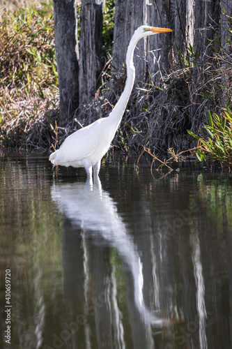 Gar  a branca e seu reflexo na   gua de um lago