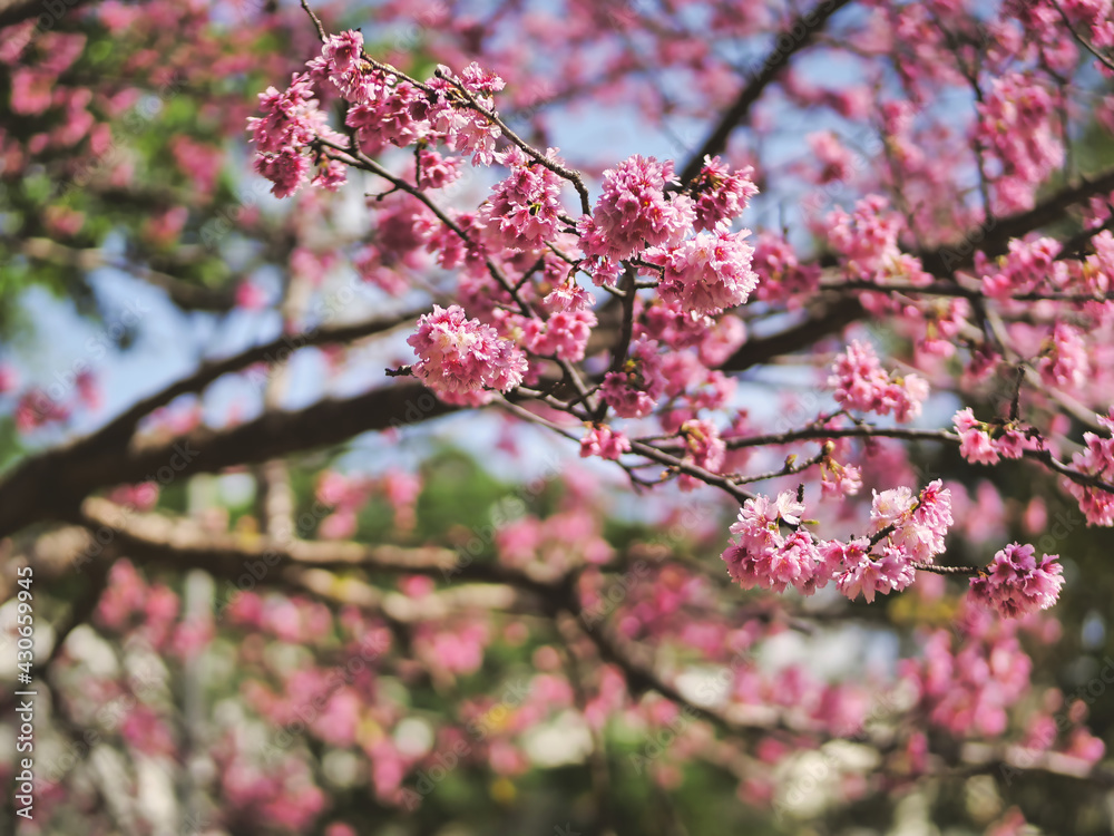 pink cherry blossom  flowers