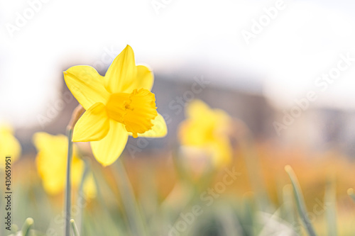 daffodils in spring