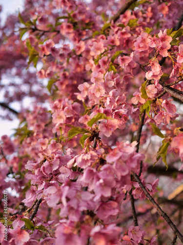 pink cherry blossom tiny flowers
