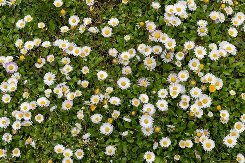Floral carpet, white daisies with a yellow heart in green leaves