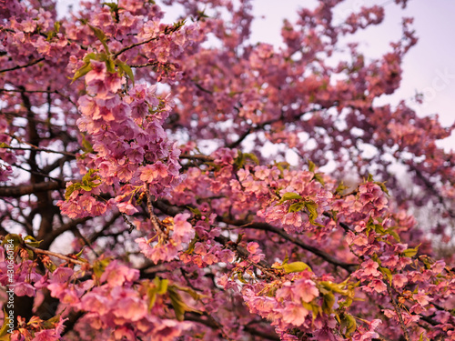 pink cherry blossom tiny flowers