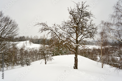 Trees in and small hill covered with snow