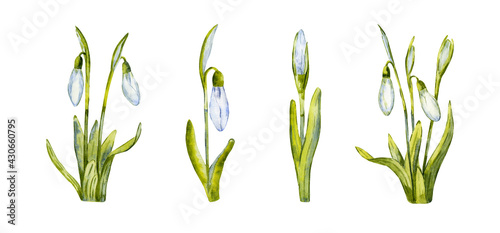 Fototapeta Naklejka Na Ścianę i Meble -  Set of spring snowdrops. Hand drawn realistic flowers. Watercolor illustration isolated on white background