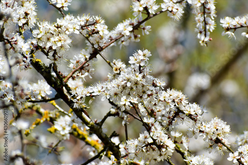 Closeup of blackthorn branch in blossom in spring in Ryton Pools Country Park, Ryton-on-Dunsmore, England, UK
