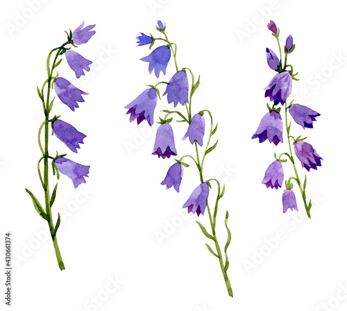 Fototapeta Naklejka Na Ścianę i Meble -  Violet bell flowers. Summer meadow. Hand drawn watercolor illustration. Isolated on white background