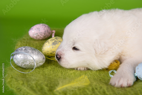 White small Samoyed puppy dog with eggs on Easter © zanna_