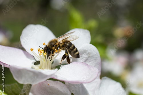 Hardworking bee collects nectar and pollinates plants. © magnetplus