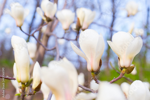 magnolia bloosom tree flowe...