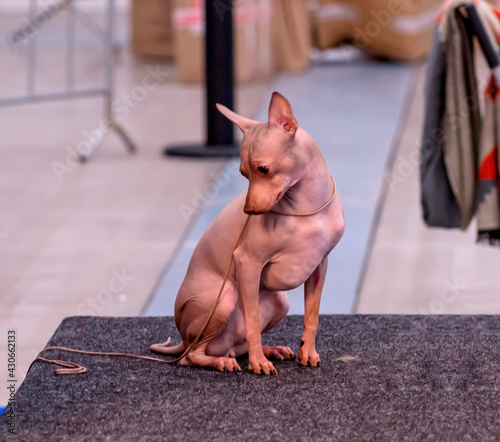 The Xoloitzcuintle Mexican hairless dog photo