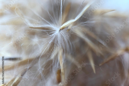 Macro image of dry fluffy pampas grass  copy space  natural background