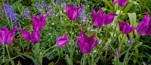 Fototapeta Naklejka Na Ścianę i Meble -  Purple tulips blooming in a garden in Deepwood city park in Salem Oregon