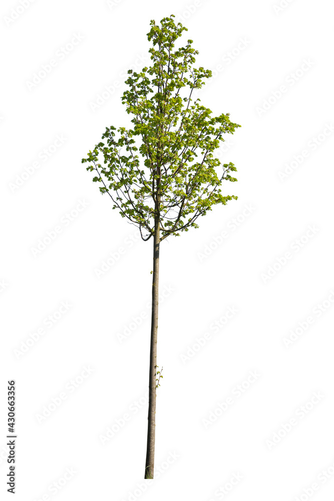 Green cherry tree isolated on white background Green cherry tree isolated on white background