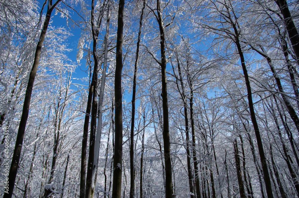 Winter forest in the Carpathian mountains Winter forest in the Carpathian mountains
