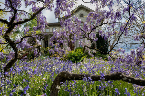 Hispanic Hyancinthoides and wisteria in front of the Bush House in Bush city park salem Oregon photo