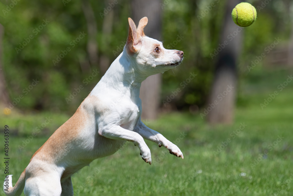 White and brown dog plays fetch with a tennis ball
