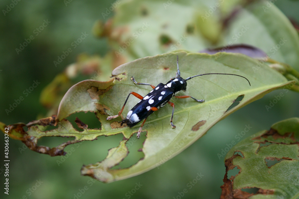 Naklejka premium bug on a leaf