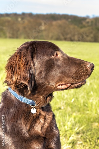 Portrait of a brown Flat coated retriever puppy. Dog's eyes. Five months old puppy. Spring walk with a dog.