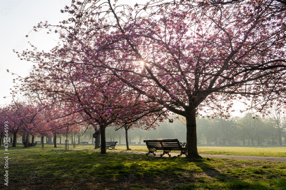 Serene sunrise over through the Cherry Blossom in Greenwich Park, London on a crisp spring morning - April 2021