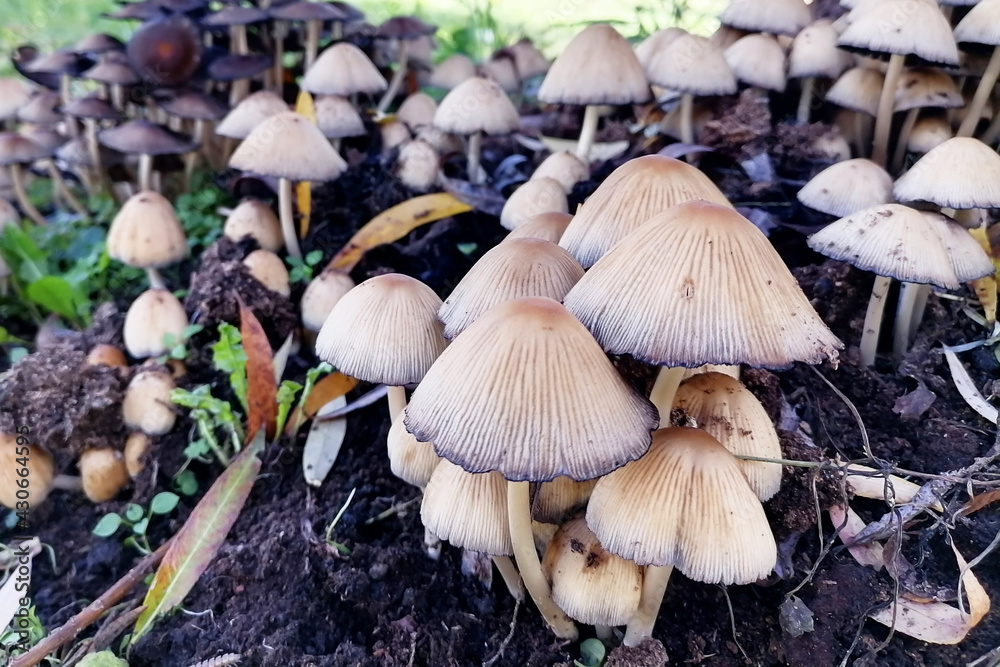 Coprinellus micaceus is a common species of fungus in the family Psathyrellaceae with a cosmopolitan distribution. The common names for this mushrooms are mica cap, shiny cap, and glistening inky cap Coprinellus micaceus is a common species of fungus in the family Psathyrellaceae with a cosmopolitan distribution. The common names for this mushrooms are mica cap, shiny cap, and glistening inky cap