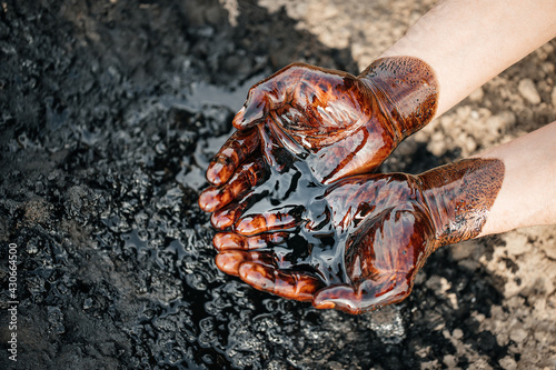 Stampa su tela Caucasian hands cupped with black crude oil