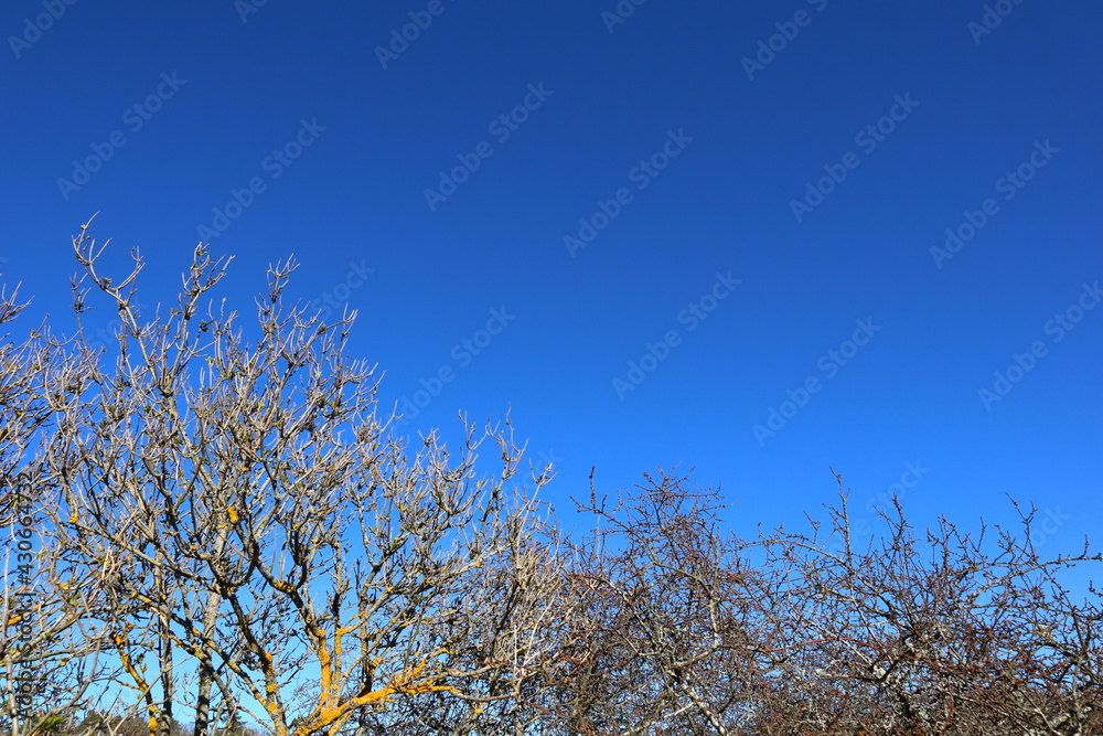 Fototapeta premium Close up of branch from at tree. Spring time, start of blossom. Nice sunny weahter outside. Close up. Clear blue sky, no clouds. Copy space for extra text. Stockholm, Sweden.