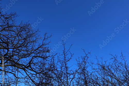 Close up of branch from at tree. Spring time  start of blossom. Nice sunny weahter outside. Close up. Clear blue sky  no clouds. Copy space for extra text. Stockholm  Sweden.