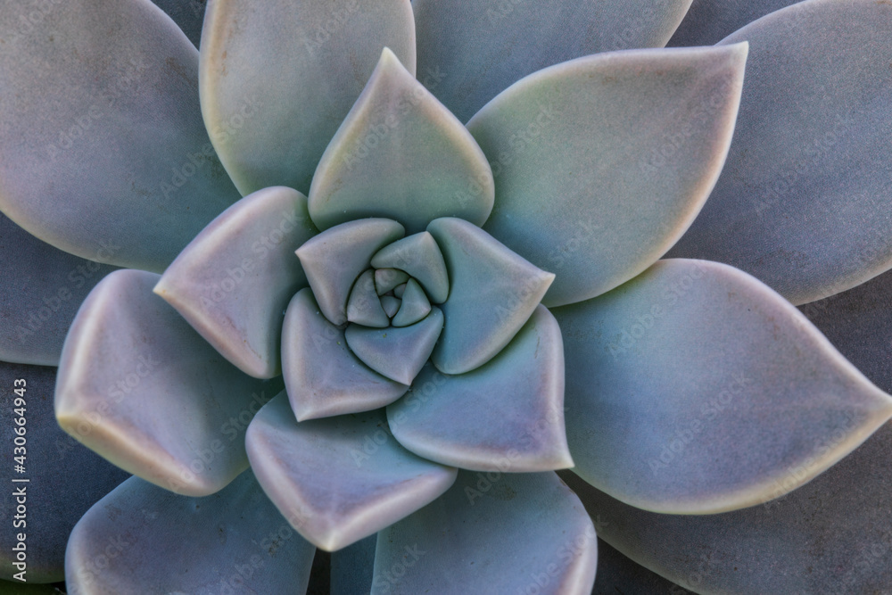 Succulent Patterns Succulent Patterns