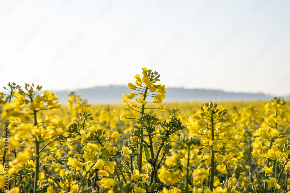 Brassica napus, flowering field of rapeseed
