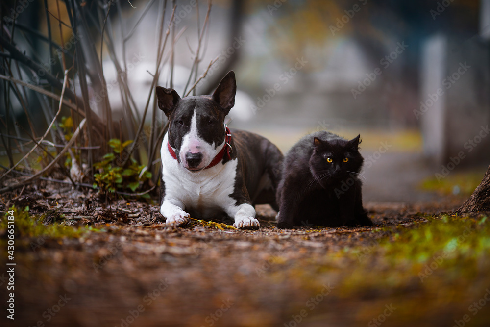 dog and cat dog and cat