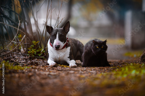 dog and cat © Анна Едифанова