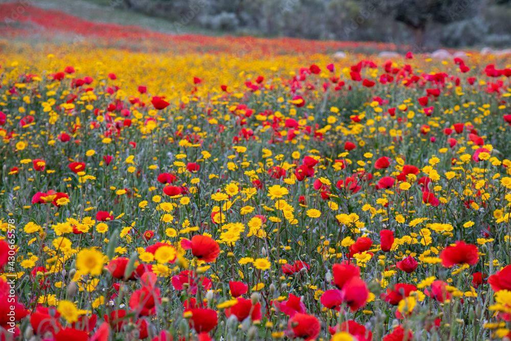 Obraz premium Field of red poppies and yellow daisies in spring with a group of sheep and trees in the background.