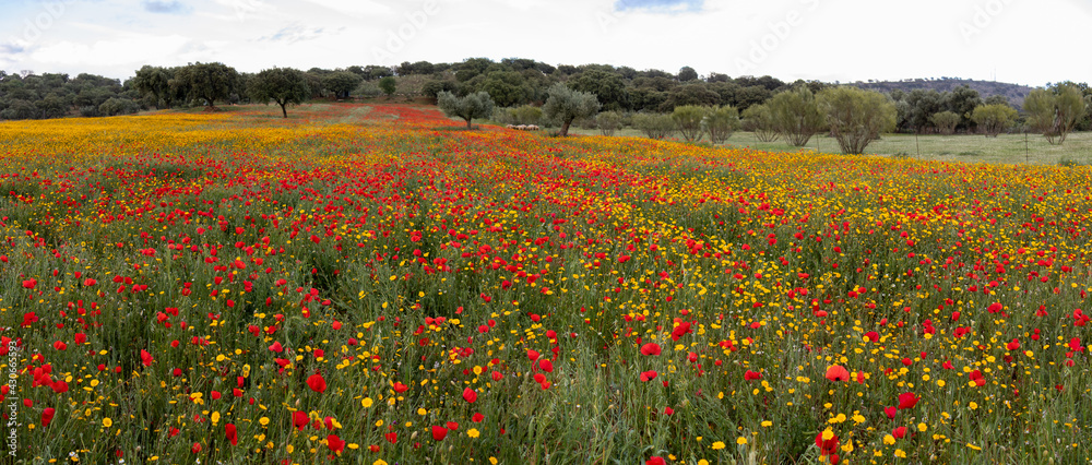 Spring panoramic photo of a field of red poppies and yellow daisies, a group of sheep and trees in the background.