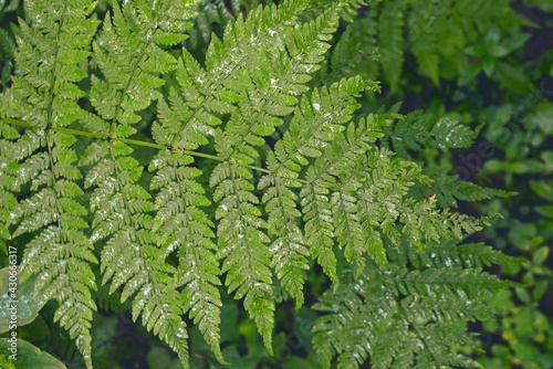 Close-up of green fern thickets in the forest. Fern thickets in the forest.