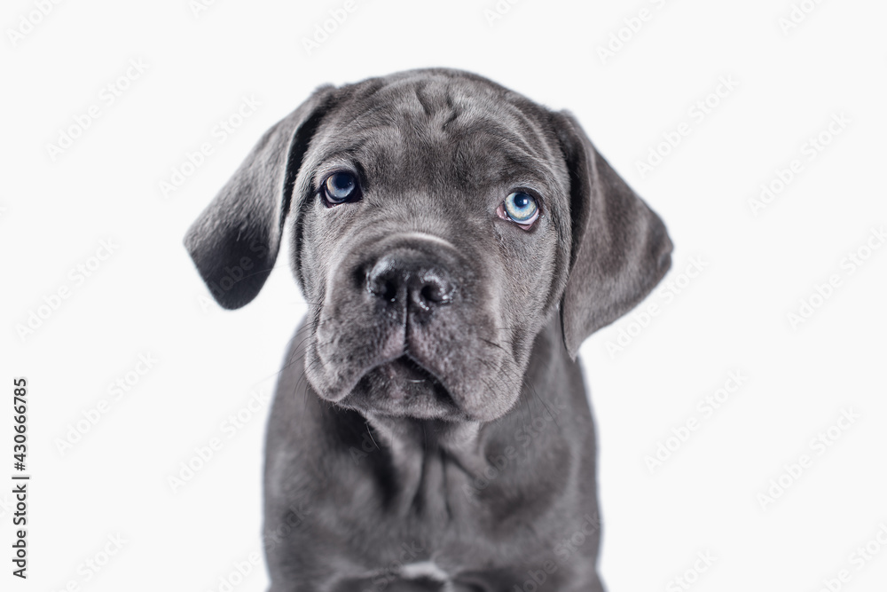 black cane corso puppy looking up on a white background black cane corso puppy looking up on a white background